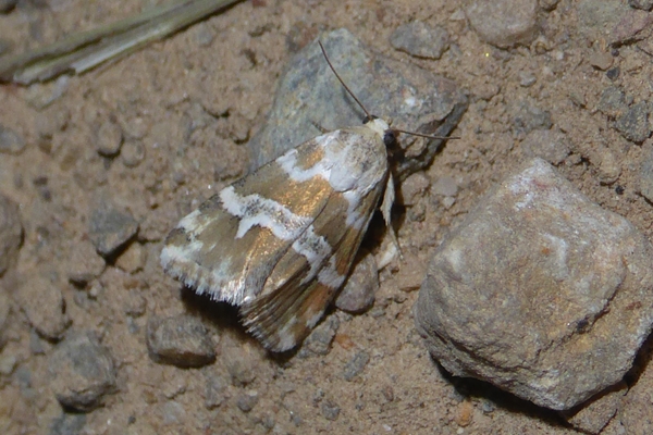 Eublemma elychrysi, Erebidae